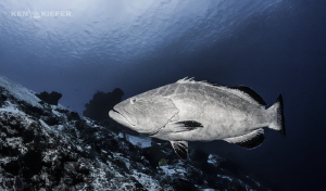 Large Grouper hanging by the dropoff waiting for lunch
C... by Ken Kiefer 